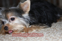 teacup yorkie